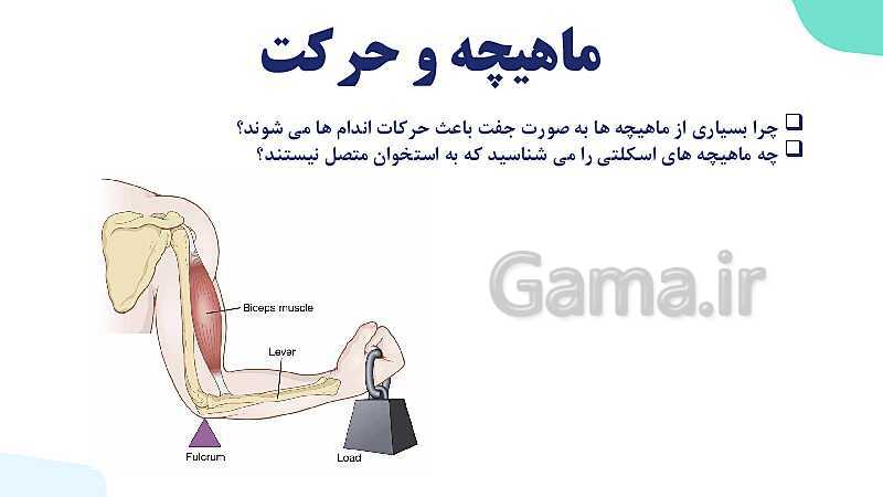 آموزش گفتار 2 فصل سوم: ماهیچه و حرکت | زیست شناسی یازدهم - پیش نمایش