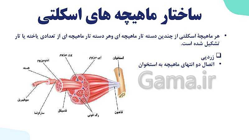 آموزش گفتار 2 فصل سوم: ماهیچه و حرکت | زیست شناسی یازدهم - پیش نمایش