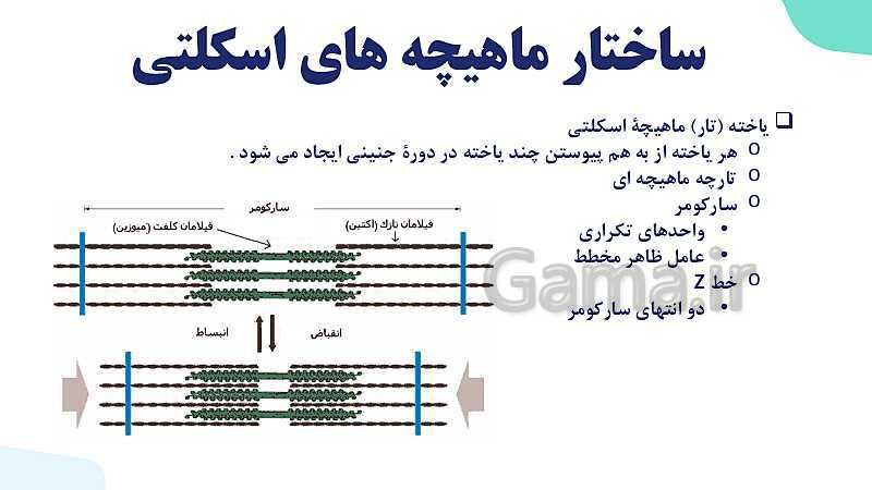 آموزش گفتار 2 فصل سوم: ماهیچه و حرکت | زیست شناسی یازدهم - پیش نمایش