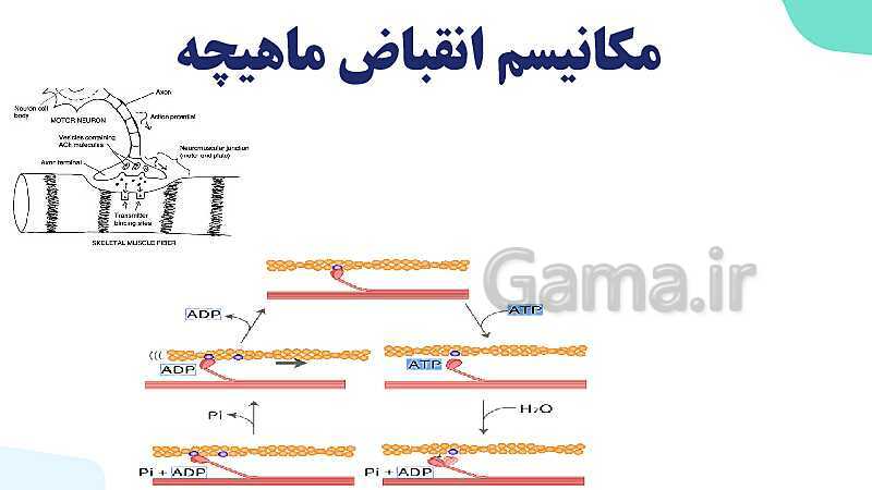 آموزش گفتار 2 فصل سوم: ماهیچه و حرکت | زیست شناسی یازدهم - پیش نمایش