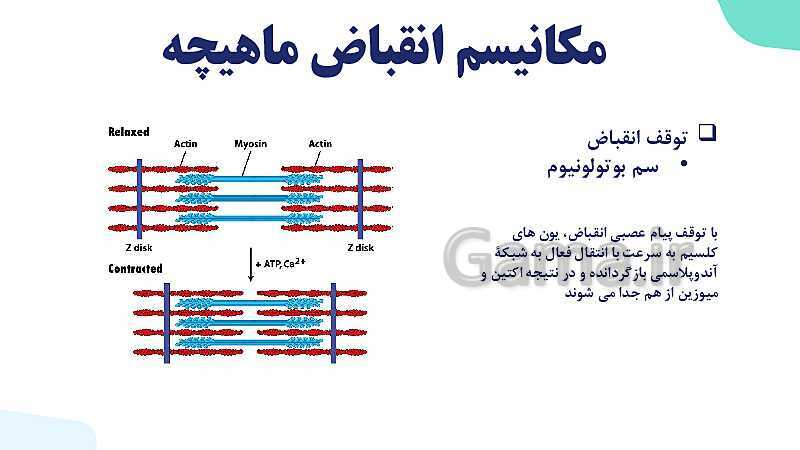 آموزش گفتار 2 فصل سوم: ماهیچه و حرکت | زیست شناسی یازدهم - پیش نمایش