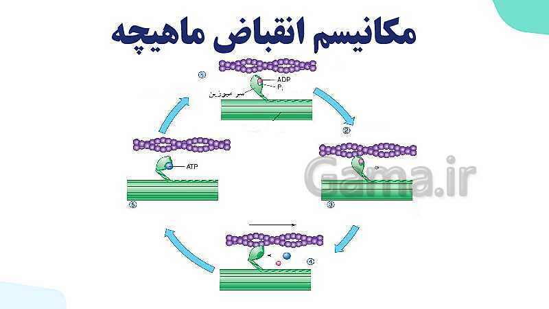 آموزش گفتار 2 فصل سوم: ماهیچه و حرکت | زیست شناسی یازدهم - پیش نمایش