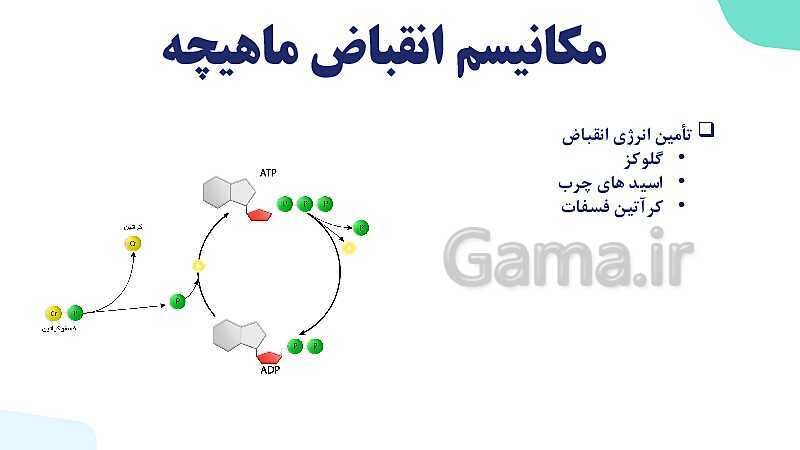 آموزش گفتار 2 فصل سوم: ماهیچه و حرکت | زیست شناسی یازدهم - پیش نمایش