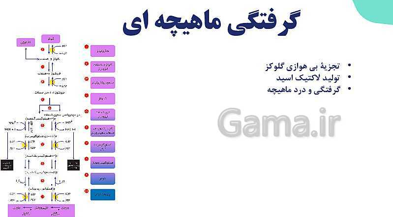 آموزش گفتار 2 فصل سوم: ماهیچه و حرکت | زیست شناسی یازدهم - پیش نمایش