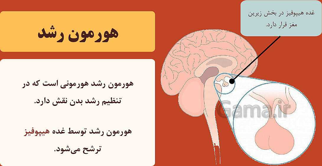 پاورپوینت آموزشی فصل 6: تنظیم هورمونی | علوم هشتم- پیش نمایش