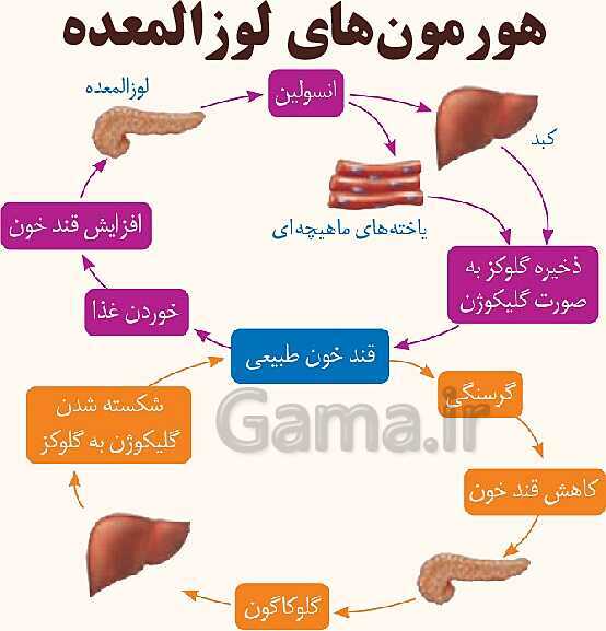 پاورپوینت آموزشی فصل 6: تنظیم هورمونی | علوم هشتم- پیش نمایش