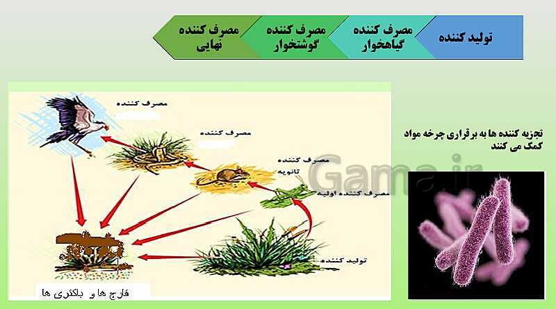 پاورپوینت تدریس مفهومی علوم تجربی نهم | فصل 15: با هم زیستن- پیش نمایش