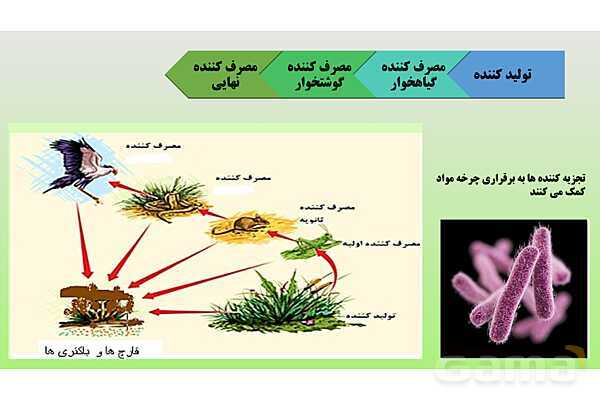 پاورپوینت تدریس مفهومی علوم تجربی نهم | فصل 15: با هم زیستن- پیش نمایش