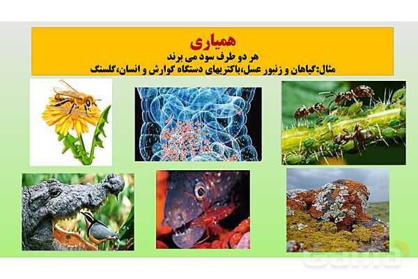 پاورپوینت تدریس مفهومی علوم تجربی نهم | فصل 15: با هم زیستن- پیش نمایش