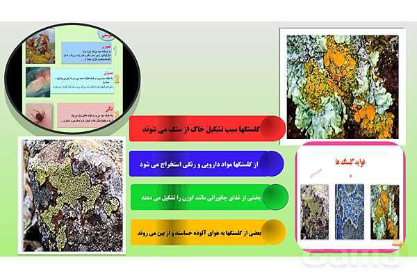 پاورپوینت تدریس مفهومی علوم تجربی نهم | فصل 15: با هم زیستن- پیش نمایش