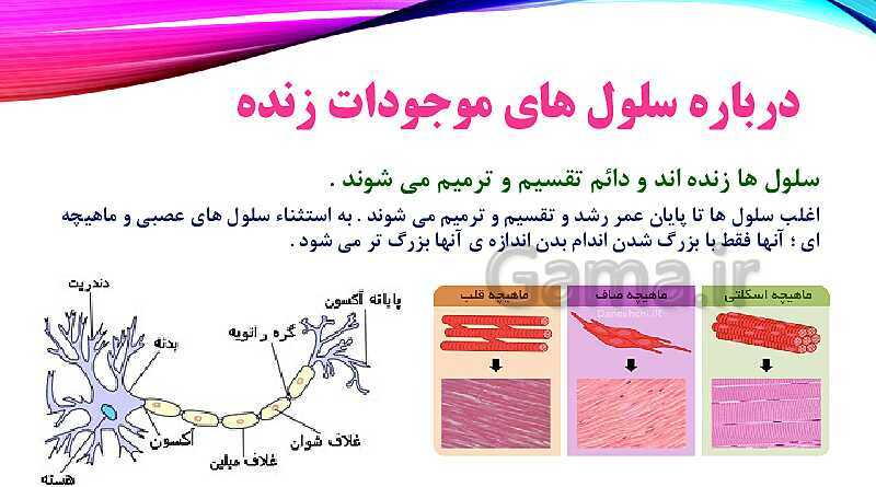 پاورپوینت بدن ما 1- پیش نمایش