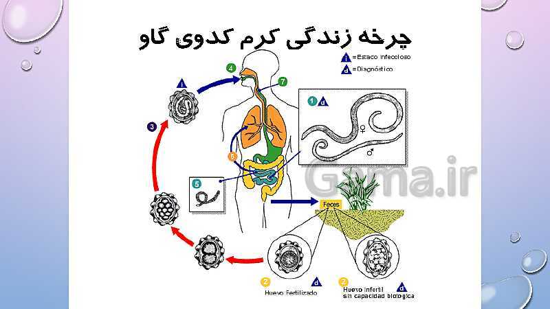 پاورپوینت بی مهره‌ها- پیش نمایش