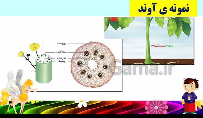 پاورپوینت گوناگونی گیاهان- پیش نمایش