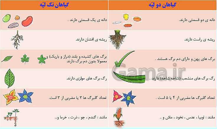 پاورپوینت گوناگونی گیاهان- پیش نمایش