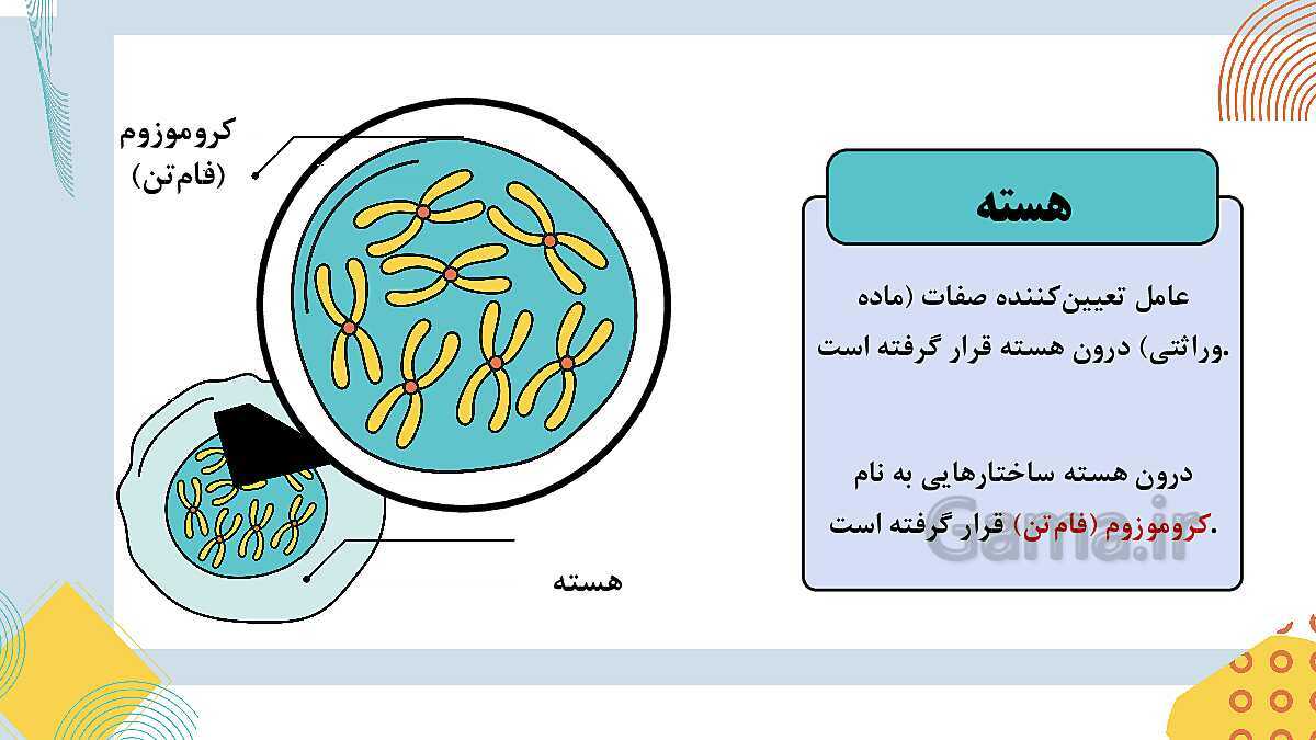 پاورپوینت آموزشی فصل 7: الفبای زیست فناوری | علوم هشتم- پیش نمایش