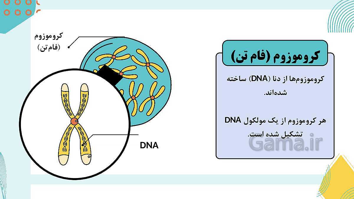 پاورپوینت آموزشی فصل 7: الفبای زیست فناوری | علوم هشتم- پیش نمایش