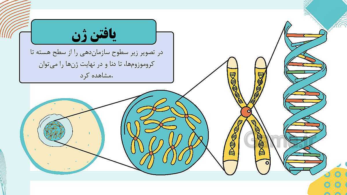 پاورپوینت آموزشی فصل 7: الفبای زیست فناوری | علوم هشتم- پیش نمایش