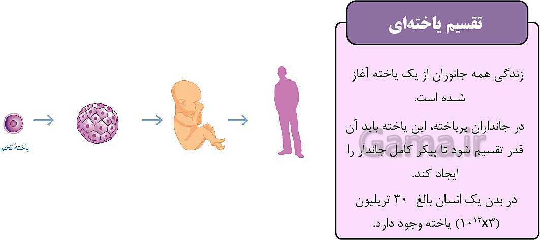 پاورپوینت آموزشی فصل 7: الفبای زیست فناوری | علوم هشتم- پیش نمایش