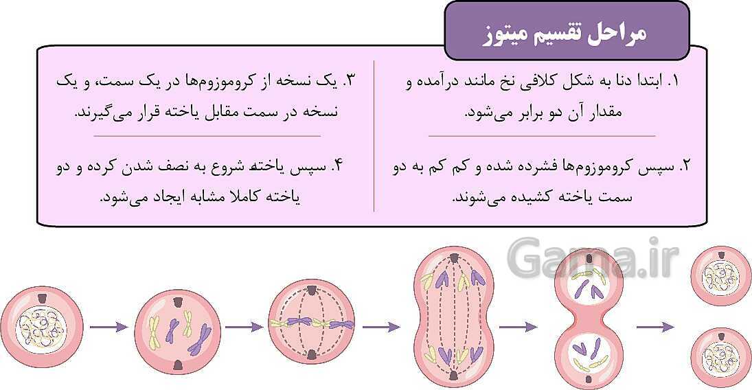 پاورپوینت آموزشی فصل 7: الفبای زیست فناوری | علوم هشتم- پیش نمایش