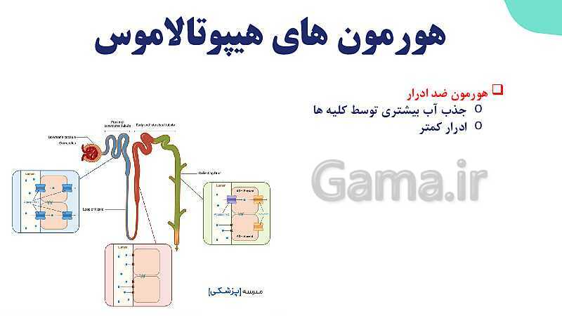 آموزش گفتار 2 فصل چهارم: غده های درون ریز | زیست شناسی یازدهم- پیش نمایش