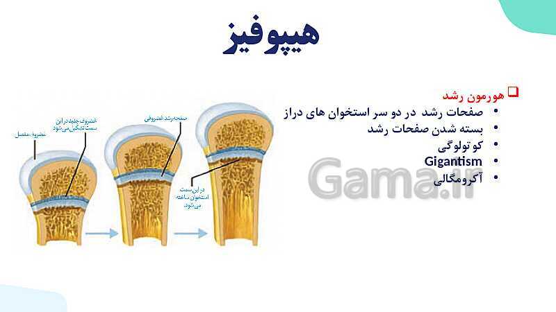 آموزش گفتار 2 فصل چهارم: غده های درون ریز | زیست شناسی یازدهم- پیش نمایش