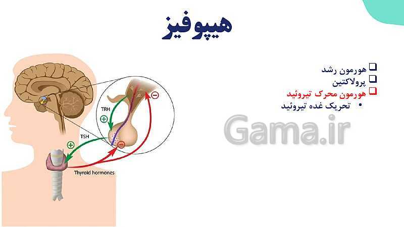 آموزش گفتار 2 فصل چهارم: غده های درون ریز | زیست شناسی یازدهم- پیش نمایش