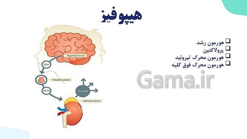 آموزش گفتار 2 فصل چهارم: غده های درون ریز | زیست شناسی یازدهم- پیش نمایش