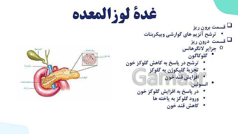 آموزش گفتار 2 فصل چهارم: غده های درون ریز | زیست شناسی یازدهم- پیش نمایش