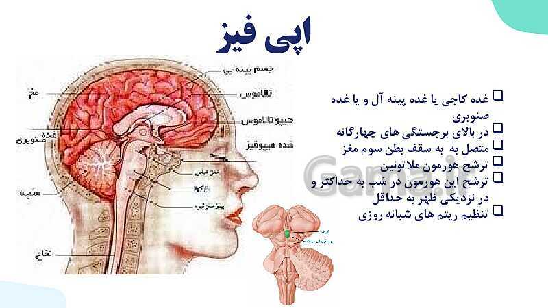 آموزش گفتار 2 فصل چهارم: غده های درون ریز | زیست شناسی یازدهم- پیش نمایش