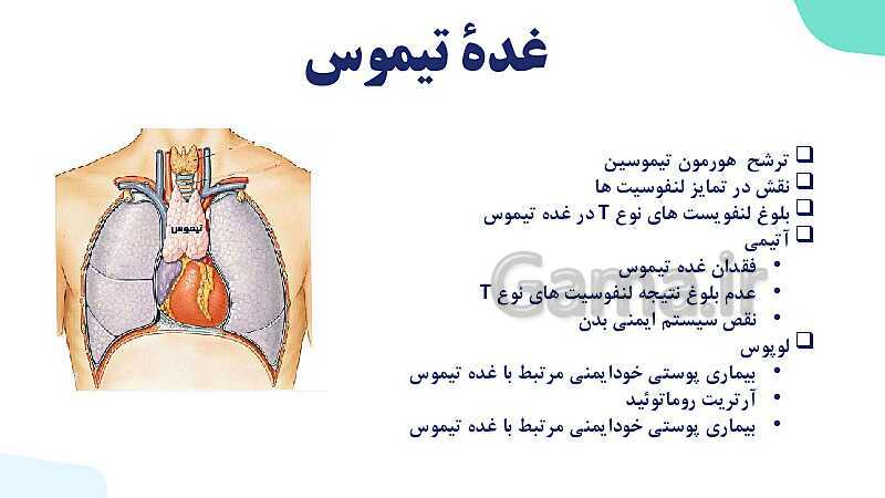 آموزش گفتار 2 فصل چهارم: غده های درون ریز | زیست شناسی یازدهم- پیش نمایش