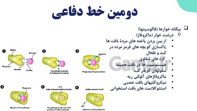 آموزش گفتار 2 فصل پنجم: دومین خط دفاعی؛ واکنش‌های عمومی اما سریع | زیست شناسی یازدهم- پیش نمایش