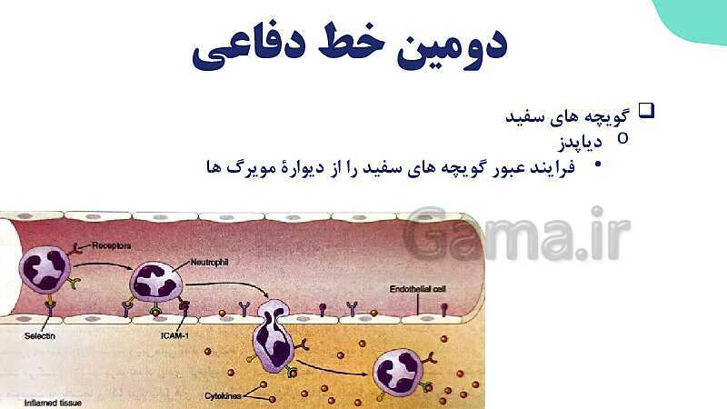 آموزش گفتار 2 فصل پنجم: دومین خط دفاعی؛ واکنش‌های عمومی اما سریع | زیست شناسی یازدهم- پیش نمایش