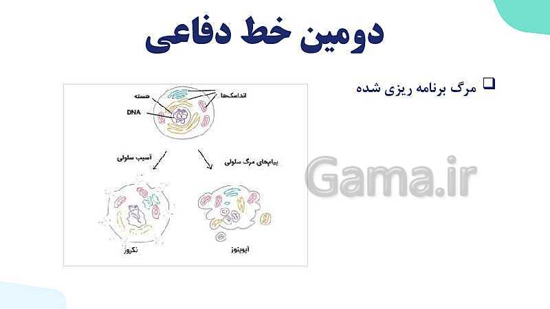 آموزش گفتار 2 فصل پنجم: دومین خط دفاعی؛ واکنش‌های عمومی اما سریع | زیست شناسی یازدهم- پیش نمایش