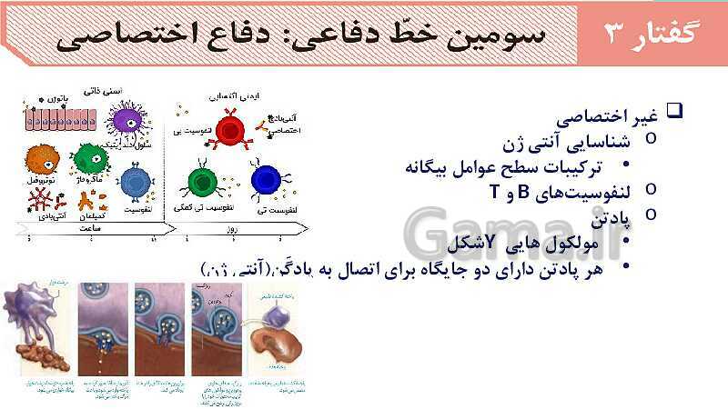 آموزش گفتار 3 فصل پنجم: سومین خط دفاعی؛ دفاع اختصاصی | زیست شناسی یازدهم- پیش نمایش