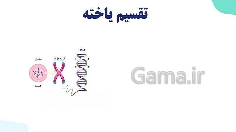 آموزش گفتار 1 فصل ششم: کروموزوم | زیست شناسی یازدهم- پیش نمایش