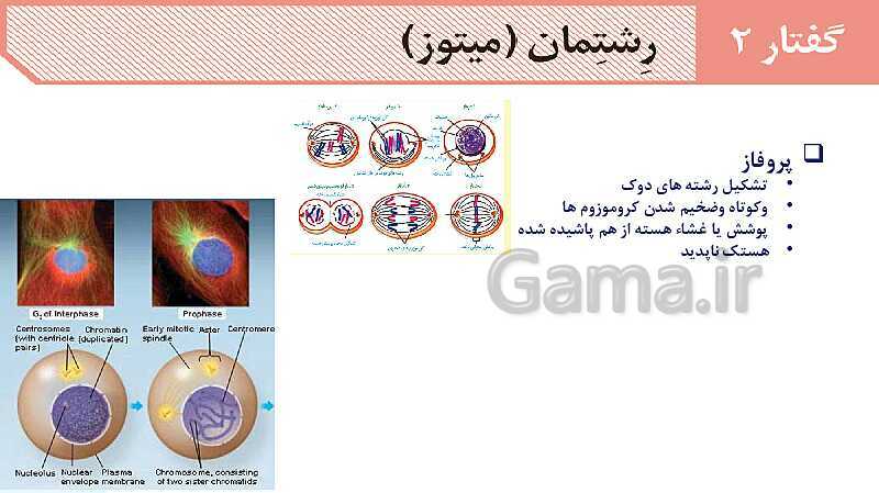 آموزش گفتار 2 فصل ششم: میتوز | زیست شناسی یازدهم- پیش نمایش