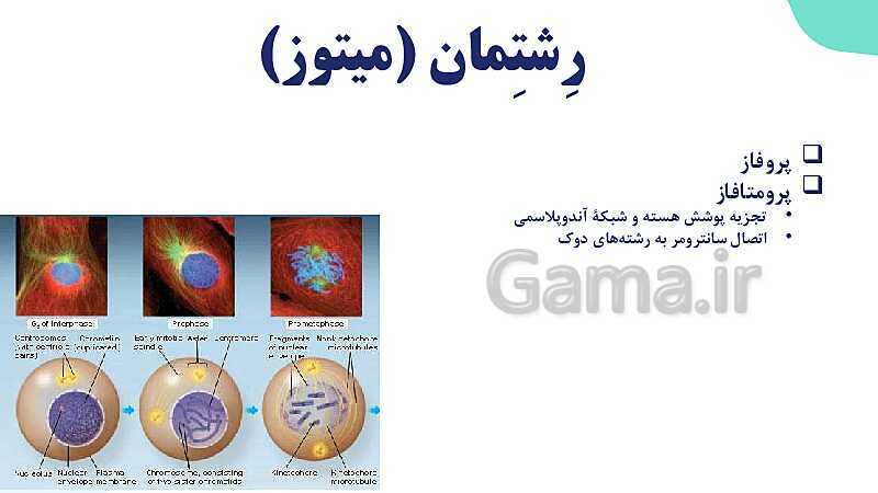 آموزش گفتار 2 فصل ششم: میتوز | زیست شناسی یازدهم- پیش نمایش