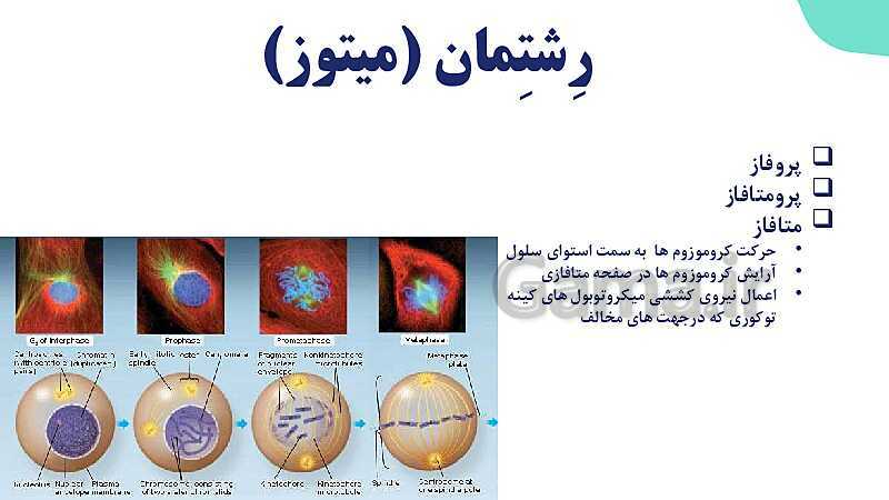 آموزش گفتار 2 فصل ششم: میتوز | زیست شناسی یازدهم- پیش نمایش