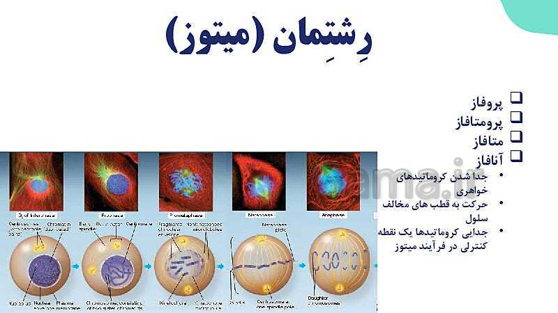 آموزش گفتار 2 فصل ششم: میتوز | زیست شناسی یازدهم- پیش نمایش