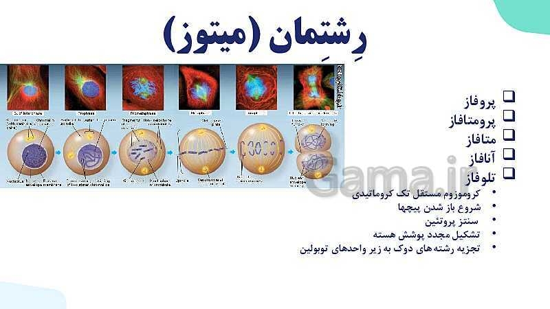 آموزش گفتار 2 فصل ششم: میتوز | زیست شناسی یازدهم- پیش نمایش