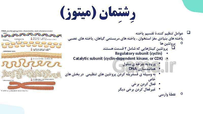 آموزش گفتار 2 فصل ششم: میتوز | زیست شناسی یازدهم- پیش نمایش