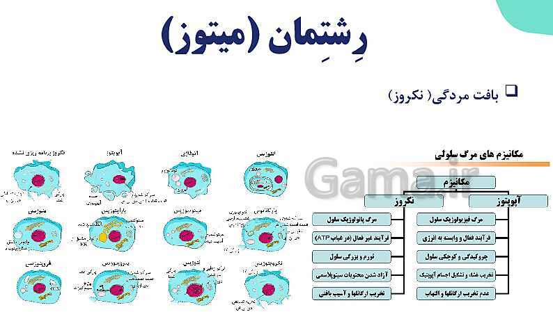 آموزش گفتار 2 فصل ششم: میتوز | زیست شناسی یازدهم- پیش نمایش