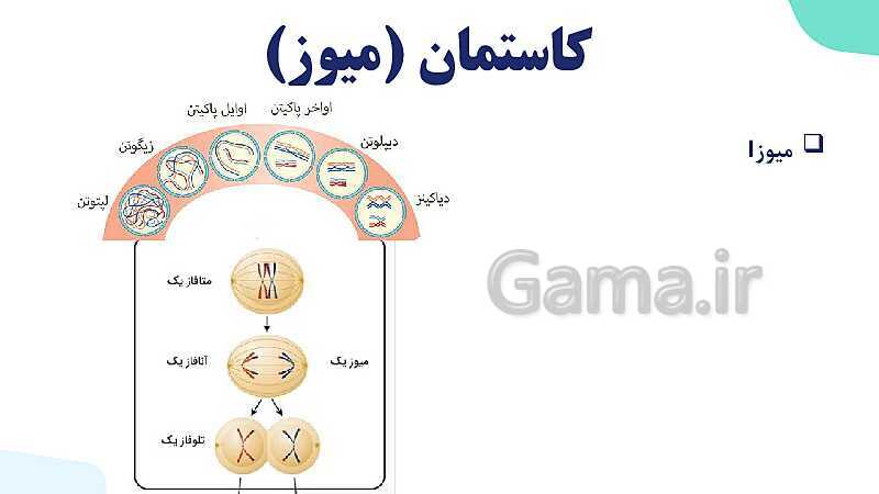 آموزش گفتار 3 فصل ششم: میوز و تولید مثل جنسی | زیست شناسی یازدهم- پیش نمایش