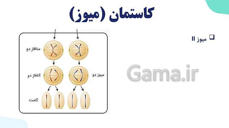 آموزش گفتار 3 فصل ششم: میوز و تولید مثل جنسی | زیست شناسی یازدهم- پیش نمایش