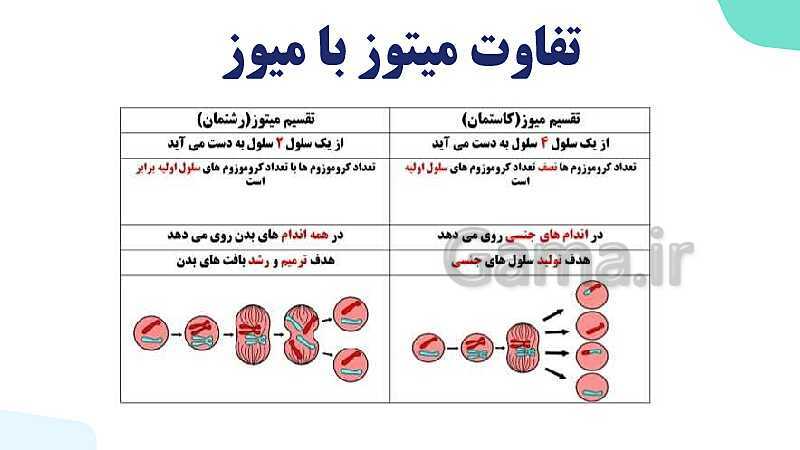 آموزش گفتار 3 فصل ششم: میوز و تولید مثل جنسی | زیست شناسی یازدهم- پیش نمایش