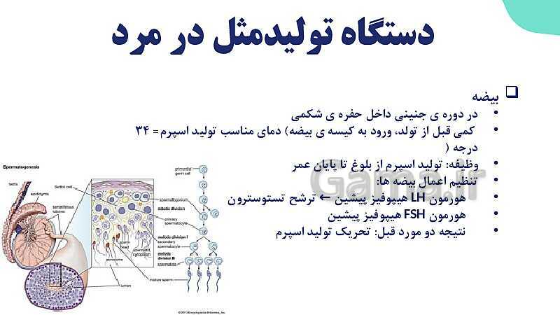 آموزش گفتار 1 فصل هفتم: دستگاه تولید مثل در مرد| زیست شناسی یازدهم- پیش نمایش