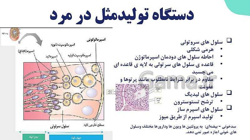 آموزش گفتار 1 فصل هفتم: دستگاه تولید مثل در مرد | زیست شناسی یازدهم- پیش نمایش