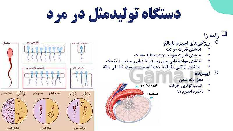 آموزش گفتار 1 فصل هفتم: دستگاه تولید مثل در مرد | زیست شناسی یازدهم- پیش نمایش