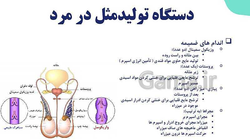 آموزش گفتار 1 فصل هفتم: دستگاه تولید مثل در مرد| زیست شناسی یازدهم- پیش نمایش