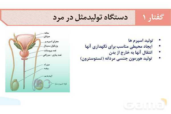 آموزش گفتار 1 فصل هفتم: دستگاه تولید مثل در مرد | زیست شناسی یازدهم- پیش نمایش